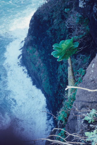 Brighamia insignis, 2009-08-19