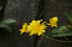 Hieracium schmidtii