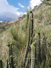 Corryocactus melanotrichus