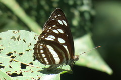 Phaedyma columella singa