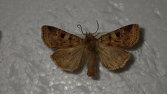Diarsia mendica