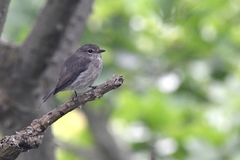Muscicapa adusta adusta