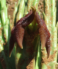 Stapelia kwebensis