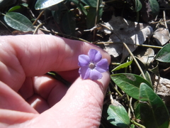 Vinca minor