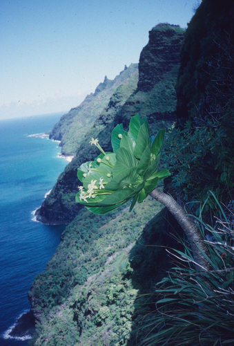 Brighamia insignis