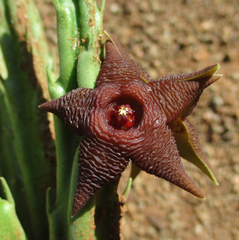 Stapelia kwebensis