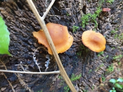Heimiomyces