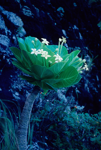 Brighamia insignis, 2009-08-05