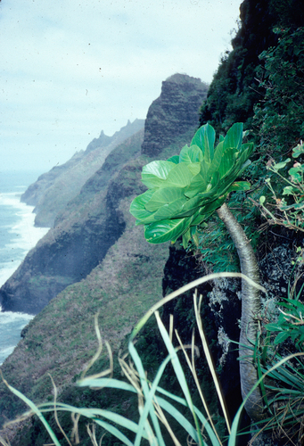 Brighamia insignis