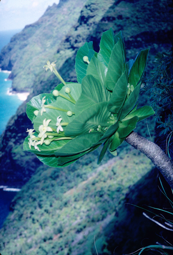 Brighamia insignis, 2009-08-19