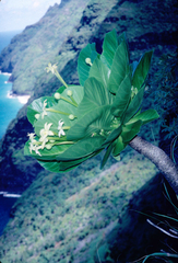 Brighamia insignis