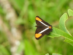 Adelpha syma