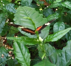 Heliconius hortense