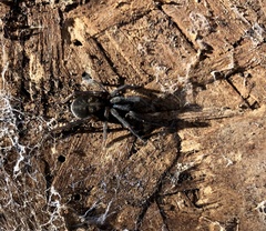 Amaurobius