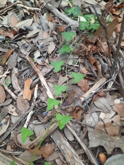 Maurandya antirrhiniflora