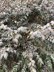 Loropetalum