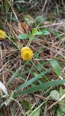Trifolium campestre