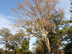 Platanus occidentalis