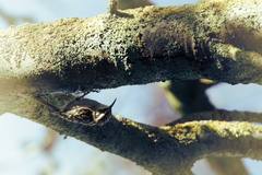 Certhia brachydactyla