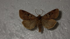 Diarsia mendica
