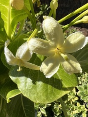 Brighamia insignis