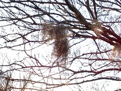 Tillandsia usneoides