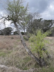 Condalia hookeri