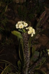 Euphorbia milii