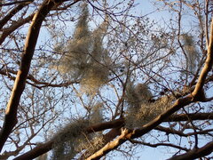 Tillandsia usneoides