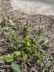 Stachys crenata