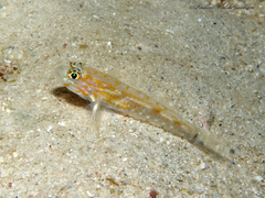 Coryphopterus eidolon