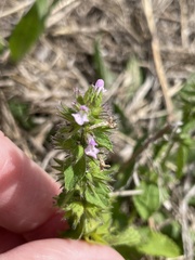 Stachys crenata