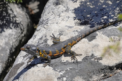 Pseudocordylus microlepidotus microlepidotus