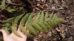 Dryopteris intermedia