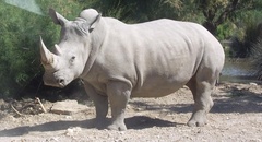 Ceratotherium