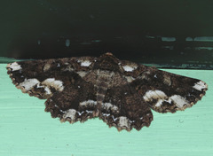 Paradromulia ambigua