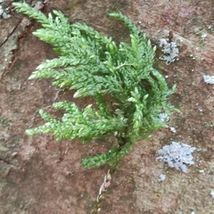 Thamnobryum alopecurum