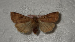 Diarsia mendica
