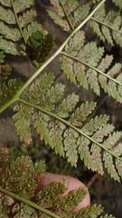 Dryopteris intermedia