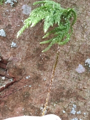 Thamnobryum alopecurum