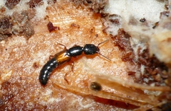 Nudobius lentus
