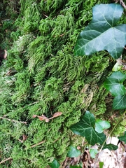 Thamnobryum alopecurum