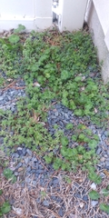 Geranium molle