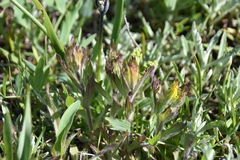 Castilleja levisecta
