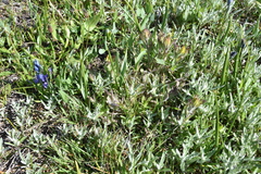 Castilleja levisecta