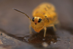 Sminthurinus henshawi