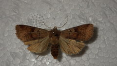 Diarsia mendica