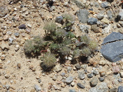 Trifolium cherleri