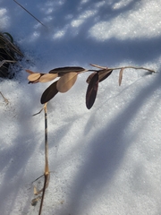 Chamaedaphne calyculata