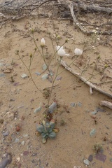 Atrichoseris platyphylla